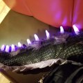 My Spiked Tail